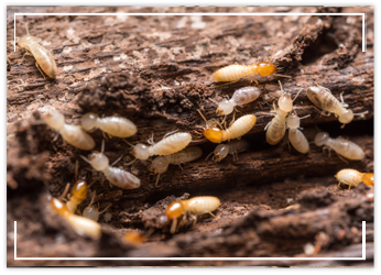 Les Termites en Île-de-France